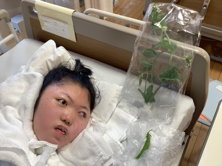 スナップエンドウの花や小さな実を見付けました。