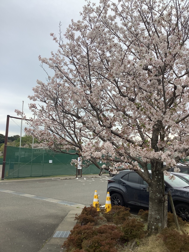 駐車場の桜