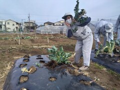 農業と環境（畑の片付け）