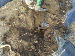 農業と環境（畑の片付け）