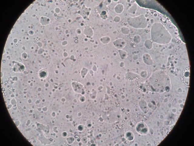 R7_01_30_yoguruto 
