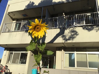ひまわりが咲いている様子