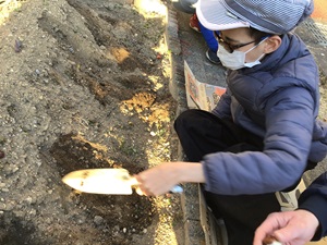畑に球根３