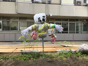 畑に立っているかかし 畑に立っているかかし