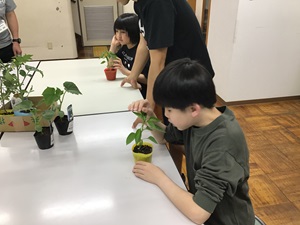 植える前の苗の様子