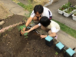 苗を植えている様子
