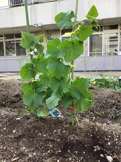 成長したきゅうりの苗
