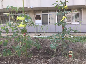 緑色のトマトができている様子