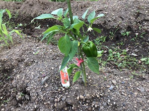 成長し、緑の実をつけたパプリカ