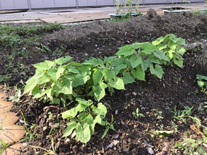 たくさんの葉が出てきたアサガオ