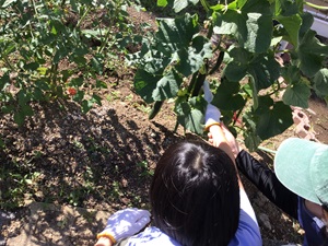 Yさんがキュウリを収穫している様子。