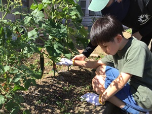 Iさんがキュウリを収穫している様子。