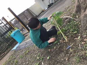 Iさんがひまわりの大きさを確認している様子。