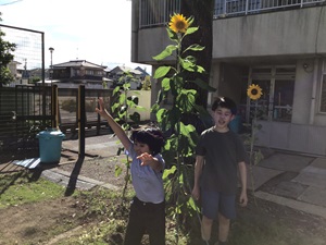 舎生２人が自分たちより大きくなったひまわりと写真を撮っている様子。
