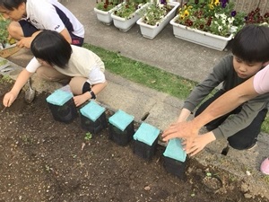 ジャイアントパンプキン苗