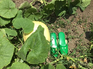 成長中パンプキン