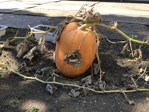 色づき始めパンプキン