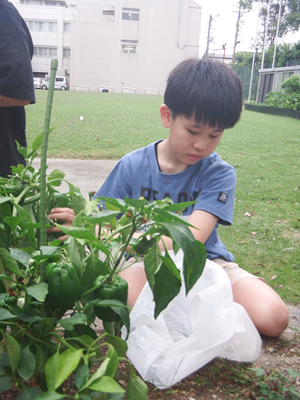 パプリカ　いち