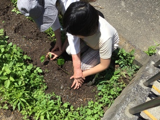 芋苗を植える