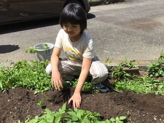 芋を植える２