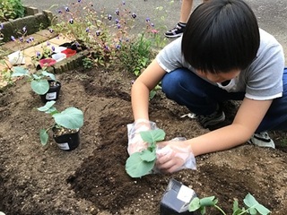 苗植え②