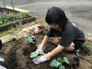 苗植え③