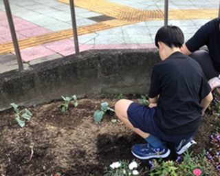 苗植え④