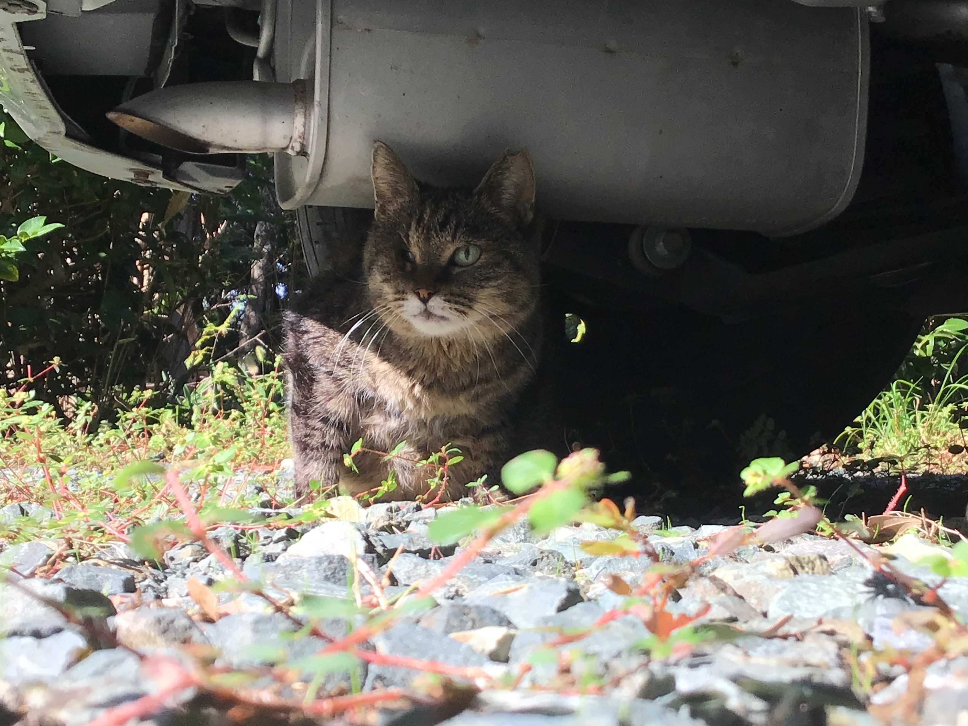 天竜特別支援学校　猫