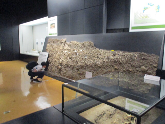 浜松市博物館で浜松の地質を学ぶ
