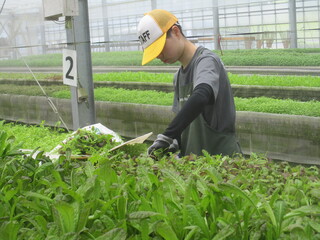 根葉抜き作業