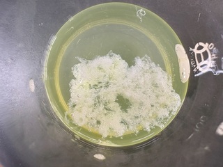 ブロッコリーDNA