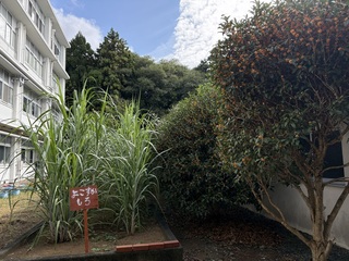 キンモクセイ