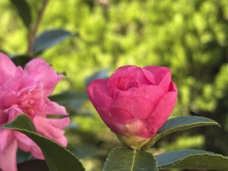 ブタの眼球の解剖（３年）植物観察（２年）