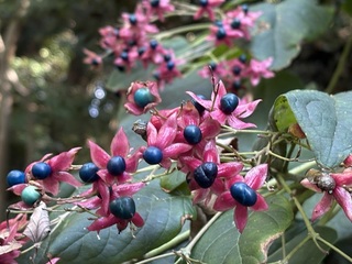 ブタの眼球の解剖（３年）植物観察（２年）