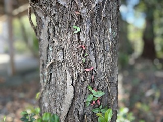 ブタの眼球の解剖（３年）植物観察（２年）