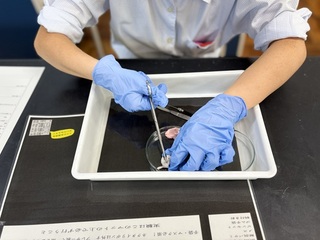 ブタの眼球の解剖（３年）植物観察（２年）