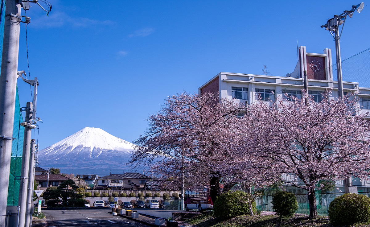 校舎と桜